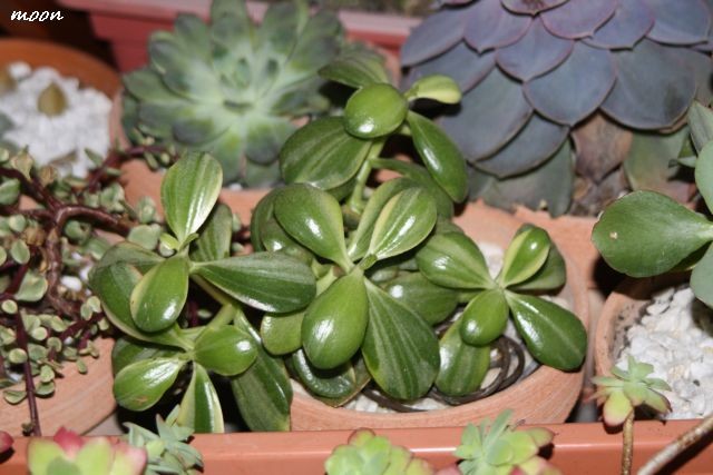 krassula